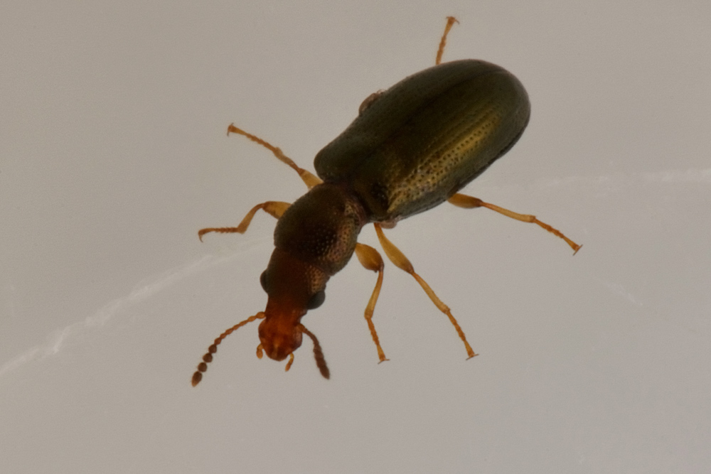 Salpingidae:   Salpingus planirostris